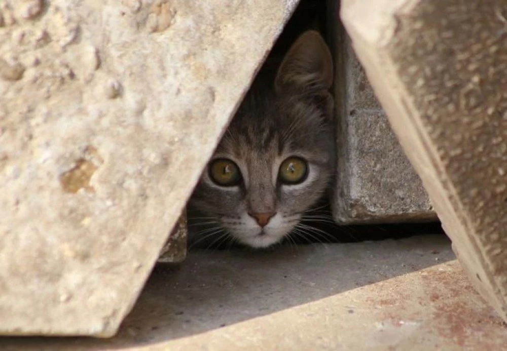 Доброволци от Пловдив събраха 11 000 евро за кастрация на бездомни животни