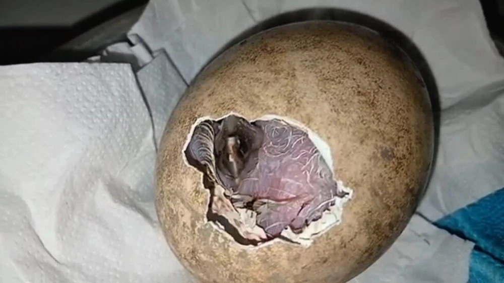 Първото за сезона брадато лешоядче се излюпи