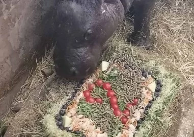 Хипопотамът джудже Майло стана на 2 години, направиха му вкусна торта