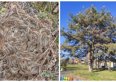 Жители на Хисаря сигнализират за видимо увеличаване на боровата процесионка