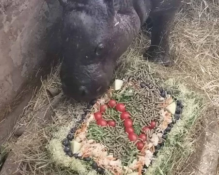 Хипопотамът джудже Майло стана на 2 години, направиха му вкусна торта