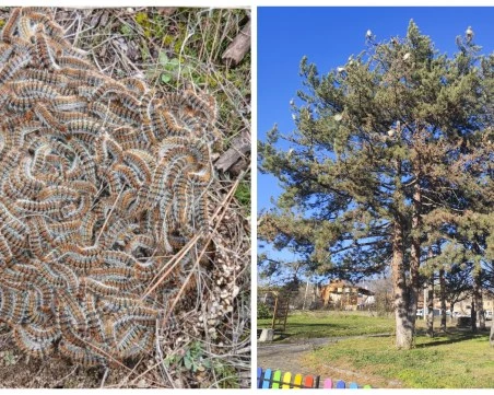 Токсична гъсеница нападна дървета на детски площадки в Хисаря, жители искат спешни мерки
