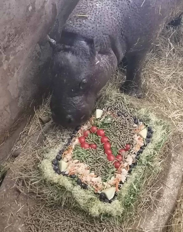 Хипопотамът джудже Майло стана на 2 години, направиха му вкусна торта