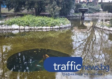 Какво се случва с хвърлените монети в езерото с рибките в Пловдив