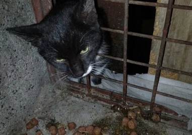 Пожарникари спасиха заклещено коте в Пловдив