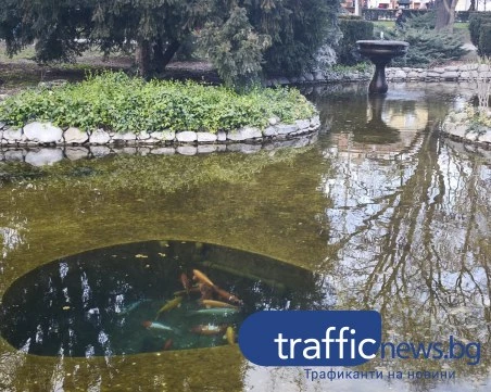 Какво се случва с хвърлените монети в езерото с рибките в Пловдив