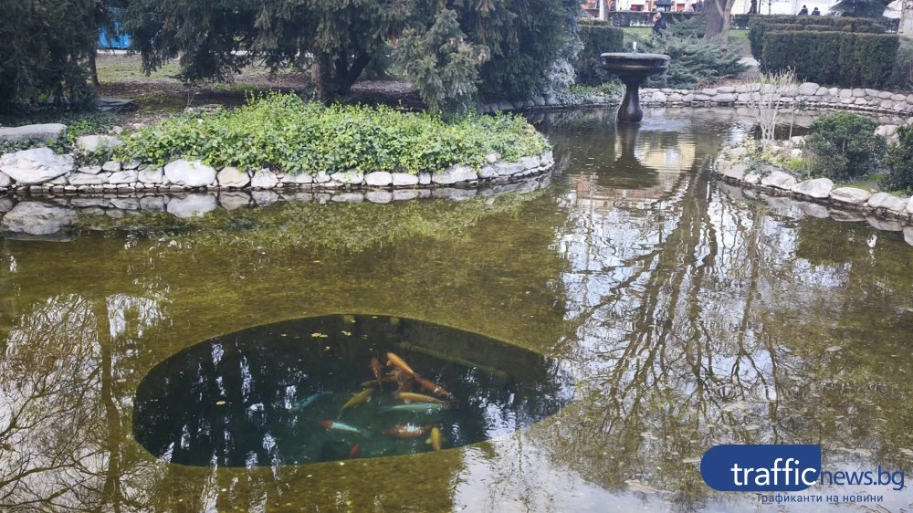 Какво се случва с хвърлените монети в езерото с рибките в Пловдив