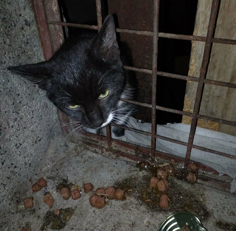 Пожарникари спасиха заклещено коте в Пловдив