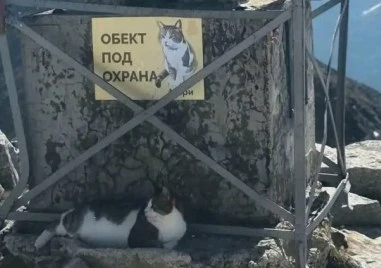 Любимият котарак от Мусала, Мъри, е болен и има нужда от средства за лечение