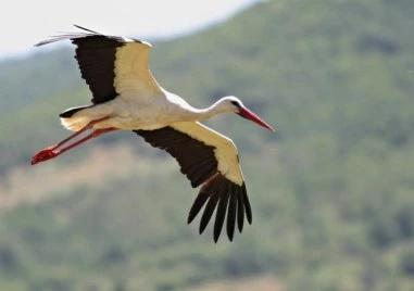 Първият щъркел пристигна в село Рупите