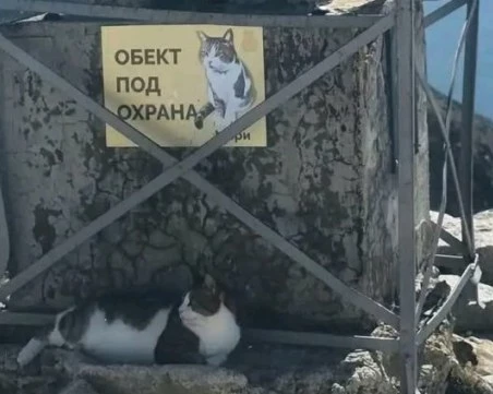 Любимият котарак от Мусала, Мъри, е болен и има нужда от средства за лечение