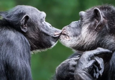 Шимпанзетата ще се провалят на тест с дрегер, злоупотребяват с алкохол ежедневно