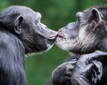 Шимпанзетата ще се провалят на тест с дрегер, злоупотребяват с алкохол ежедневно
