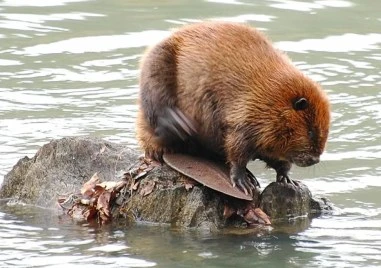 Мистерия в река Марица край Пловдив, намериха два трупа на бобри