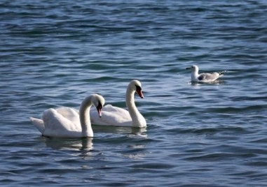 Огнище на птичи грип беше установено в Румъния