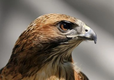 Осъдиха мъж от Калифорния, давал алкохол на защитена птица СНИМКИ