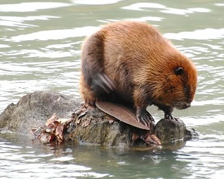 Мистерията в река Марица край Пловдив, намериха два трупа на бобри