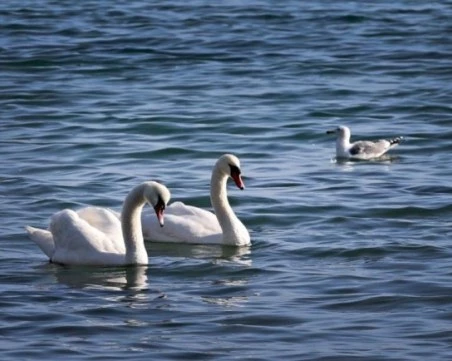 Огнище на птичи грип беше установено в Румъния