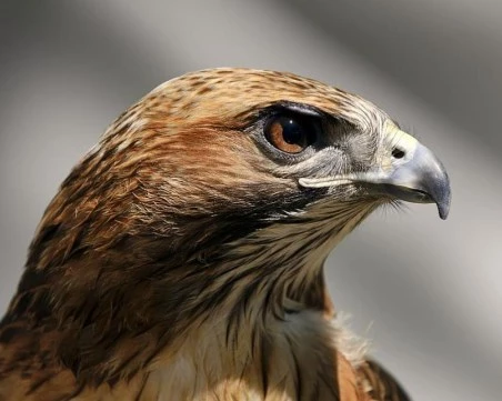 Осъдиха мъж от Калифорния, давал алкохол на защитена птица СНИМКИ