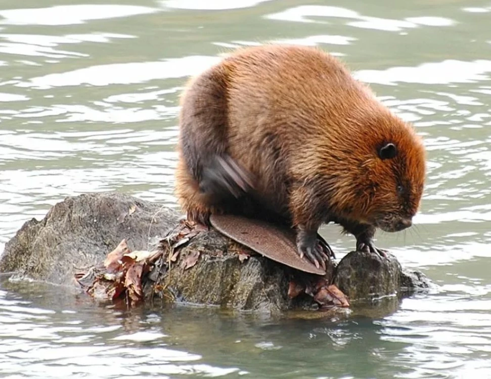 Мистерия в река Марица край Пловдив, намериха два трупа на бобри