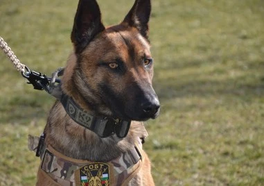 Полицейски кучета от бартетите отиват на обучение, ще се състезават в Бавария