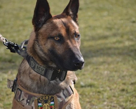 Полицейски кучета от бартетите отиват на обучение, ще се състезават в Бавария