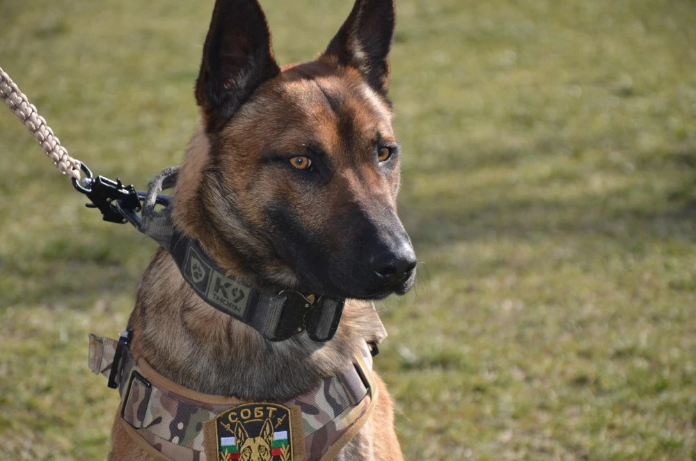 Полицейски кучета от баретите отиват на обучение, ще се състезават в Бавария