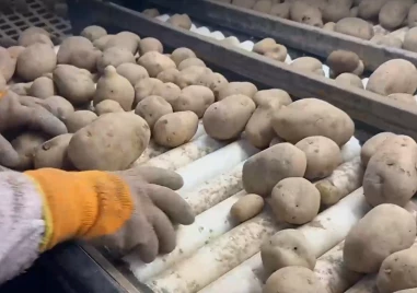 Български картофи гният по складове заради евтин внос