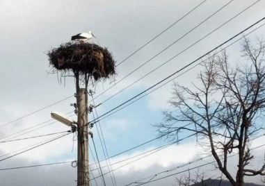 Първите щъркели долетяха в Хасковско