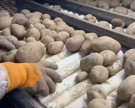 Български картофи гният по складове заради евтин внос