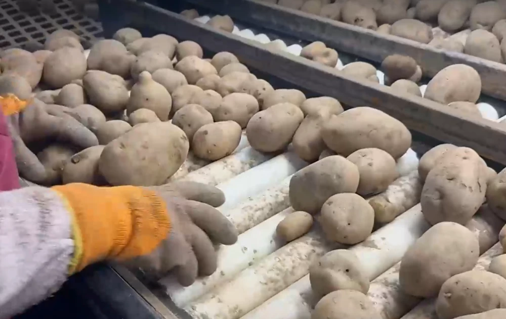 Български картофи гният по складове заради евтин внос