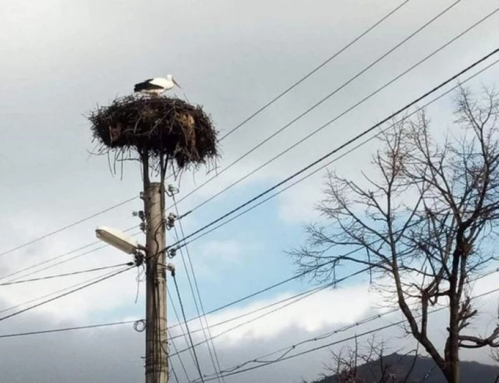 Първите щъркели долетяха в Хасковско