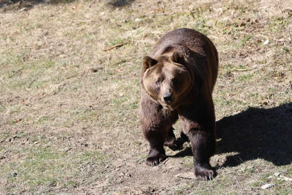 Новодомците в Белица: Мечките Гордо и Флоренция за пръв път се докоснаха до трева и сняг