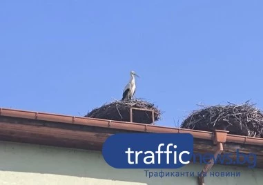 Първият щъркел кацна в пловдивско село, вестителите на пролетта пристигнаха и на още две места