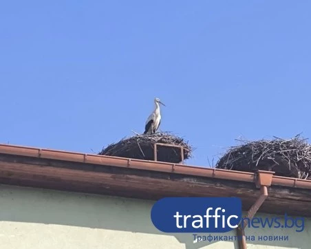 Първият щъркел кацна в пловдивско село, вестителите на пролетта пристигнаха и на още две места