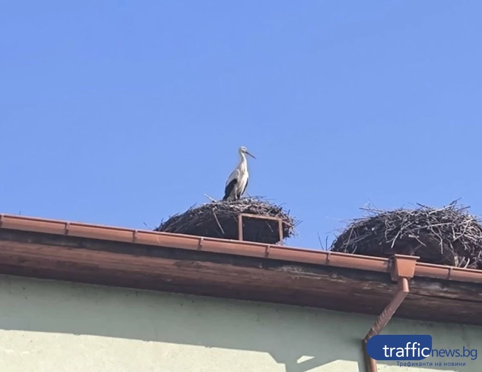 Първият щъркел кацна в пловдивско село, вестителите на пролетта пристигнаха и на още две места
