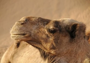 20 камили изхвърлени от конкурс за красота заради ботокс