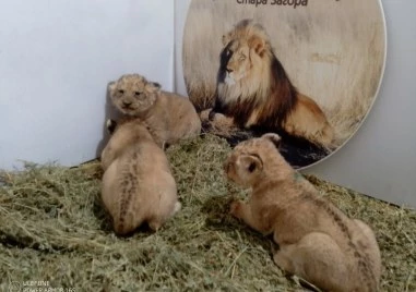 Три новородени лъвчета са най-новото попълнение на зоопарка в Стара Загора