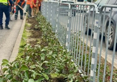 Засаждат хиляди рози, храсти и дървета по ключов булевард в Пловдив