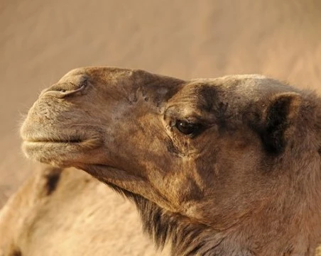 20 камили изхвърлени от конкурс за красота заради ботокс