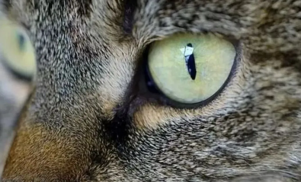 Асеновградчанин: Някой хвърля отрова за животни в града, има жертва