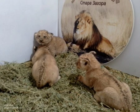 Три новородени лъвчета са най-новото попълнение на зоопарка в Стара Загора