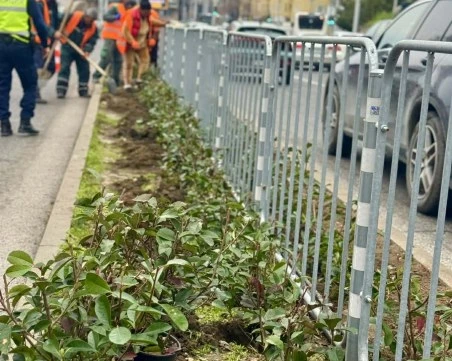 Засаждат хиляди рози, храсти и дървета по ключов булевард в Пловдив
