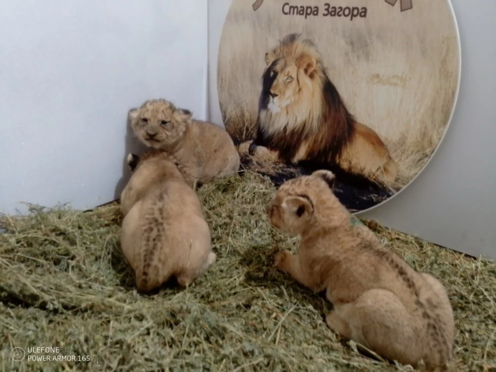Три новородени лъвчета са най-новото попълнение на зоопарка в Стара Загора