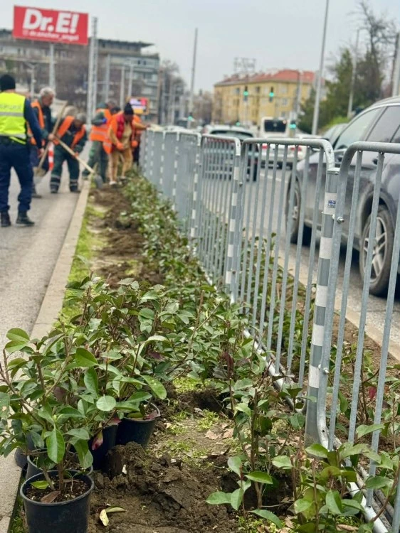Засаждат хиляди рози, храсти и дървета по ключов булевард в Пловдив