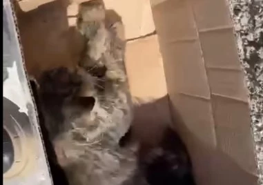 Отрова за животни е разхвърляна из цяла Пещера, котенце е една от жертвите