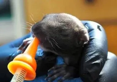 Спасиха три бебета катерички в Стара Загора