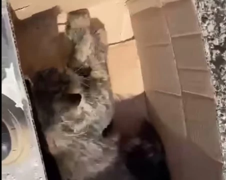 Отрова за животни е разпространена из цяла Пещера, котенце е една от жертвите