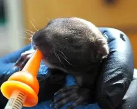 Спасиха три бебета катерички в Стара Загора