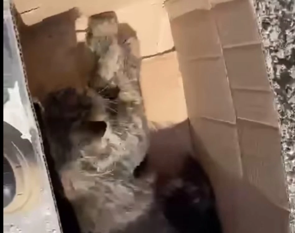 Отрова за животни е разхвърляна из цяла Пещера, котенце е една от жертвите